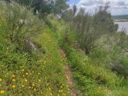 Flora del Cerro Masatrigo